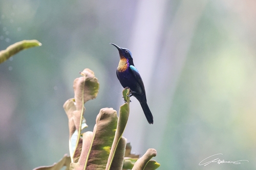 Copper-throated Sunbird