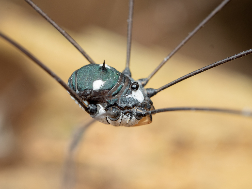 Pseudogagrella amamiana
