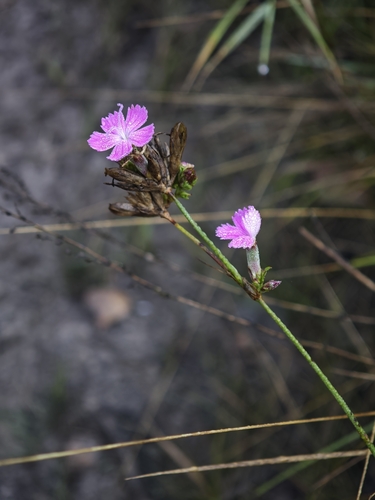 Dianthus borbasii, photograph 5
