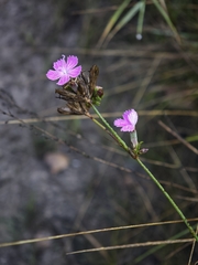 Dianthus borbasii, photograph (c) Igor Balashov, some rights reserved (CC BY)
