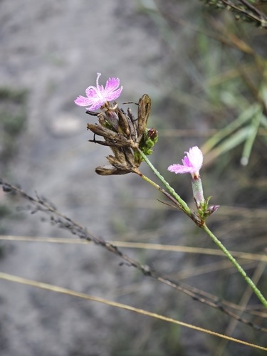 Dianthus borbasii, photograph 6