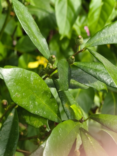 Ficus formosana observed 2026-09-17
