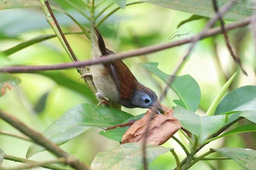 Chestnut-winged Babbler