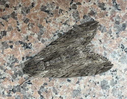 Convolvulus Hawkmoth
