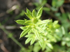 Galium