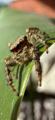 Fencepost jumping spider