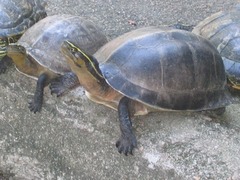 Cuora amboinensis kamaroma