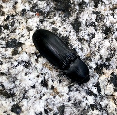 Melanactes densus