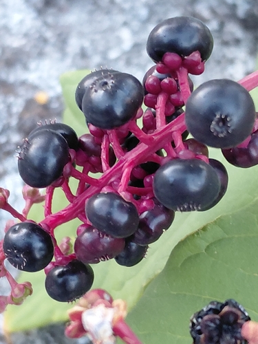 American pokeweed