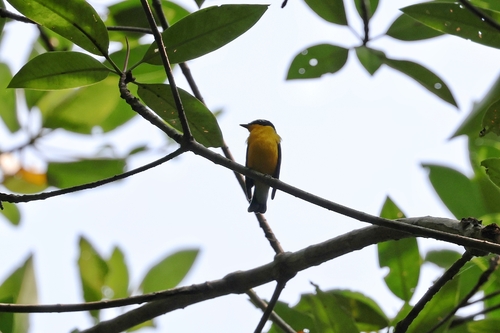 Yellow-rumped Flycatcher