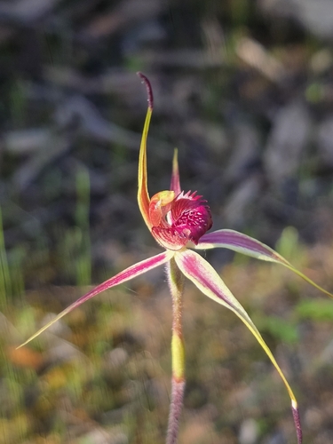 Wimmera spider orchid