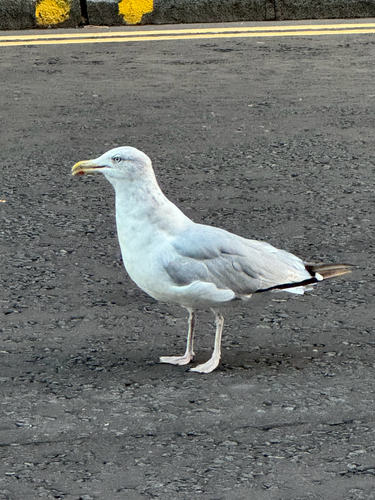 European Herring Gull