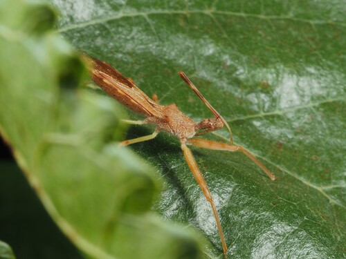 Nagusta goedelii
