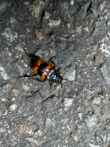 Nicrophorus quadripunctatus