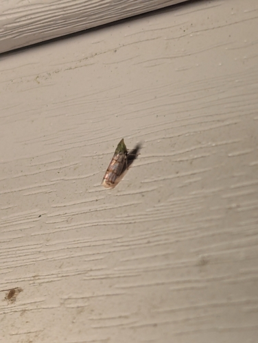Japanese Maple Leafhopper