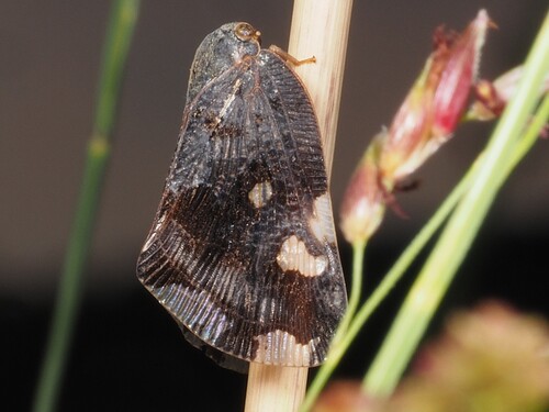 Black planthopper