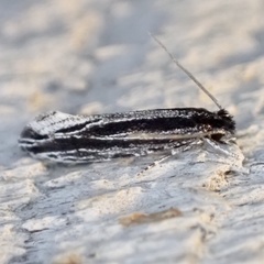 Nemapogon rileyi