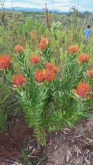 (c) Karen Eichholz, some rights reserved (CC BY) Leucospermum glabrum, photograph (c) Karen Eichholz, some rights reserved (CC BY)
