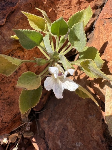 Goodenia grandiflora observed 2026-09-17