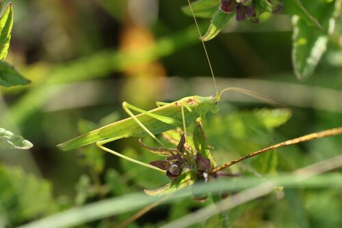 Sickle-bearing Bush-cricket