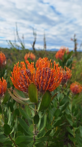 Leucospermum glabrum, photograph 6