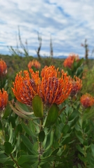 Leucospermum glabrum, photograph (c) Karen Eichholz, some rights reserved (CC BY)