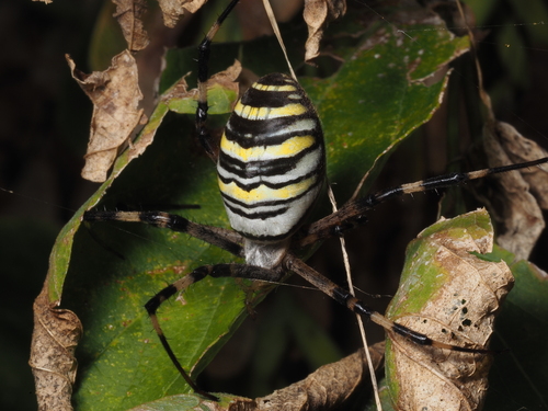 Wasp Spider