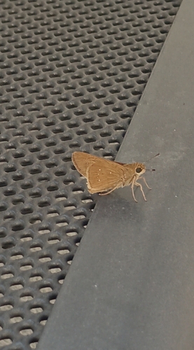 Pale Small-branded Swift