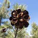 Arizona Singleleaf Pinyon - Photo (c) Steve Jones, some rights reserved (CC BY-NC), uploaded by Steve Jones