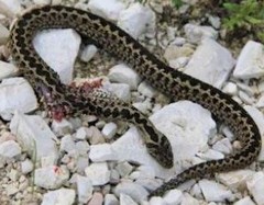 Vipera ursinii