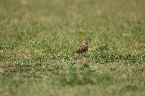 Alauda arvensis observed 2026-09-16