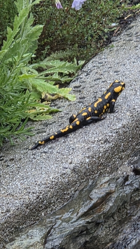 Fire Salamander