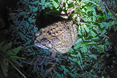 Duttaphrynus melanostictus