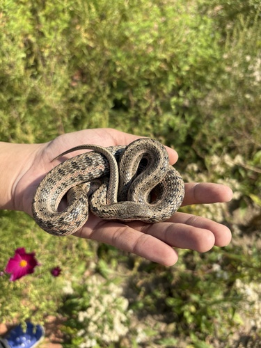 Steppe Ratsnake