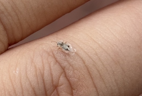 Eastern Sycamore Lace Bug