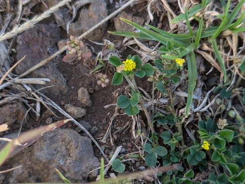 Medicago, 2026-09-16