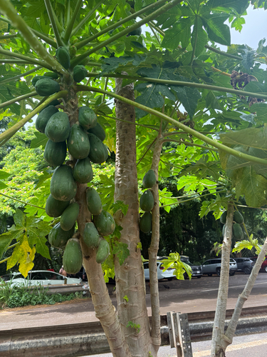 Carica papaya observed 2026-09-16