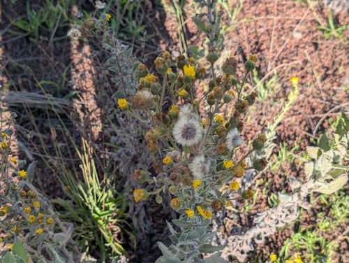 Heterotheca grandiflora observed 2026-09-16