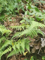 Davallia denticulata