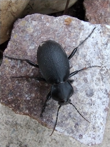 Leather Beetle