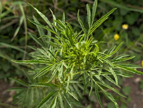 Tagetes minuta observed 2026-09-16