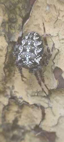 Cross Orbweaver