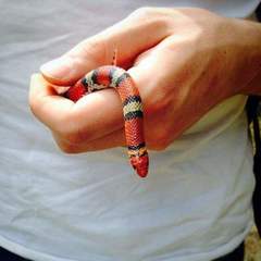 Cemophora coccinea copei