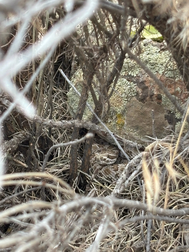 Prairie Rattlesnake
