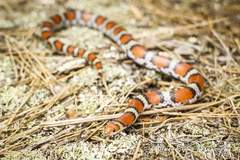 Cemophora coccinea copei