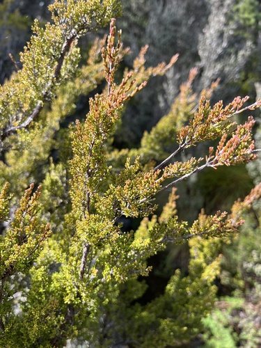 Baeckea gunniana observed 2026-09-06