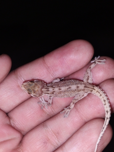 Ringed Wall Gecko