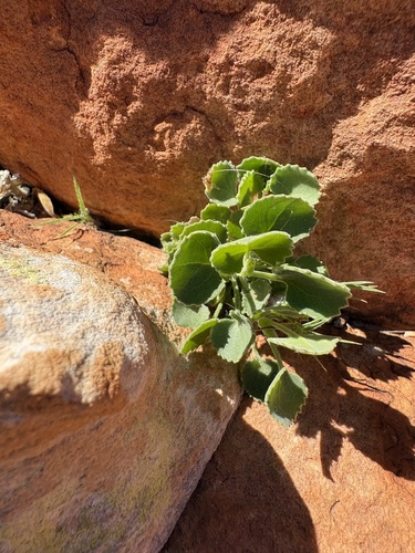 Goodenia grandiflora observed 2026-09-17