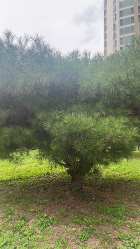 Japanese red pine