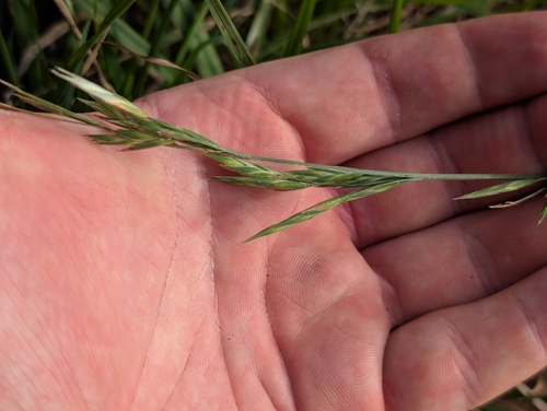Bromus catharticus observed 2026-09-16